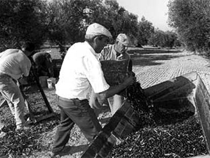 Trabajos de recolección de la aceituna en una finca de El Coronil (Sevilla).