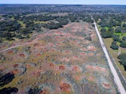 Zona de encinas arrancadas para la futura mina de uranio cerca de Retortillo (Salamanca).