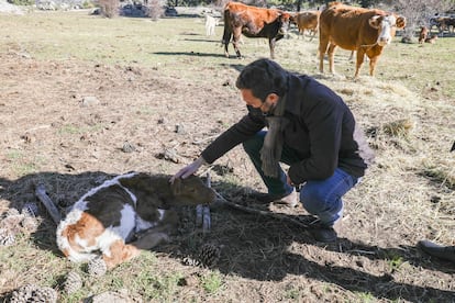El presidente del PP, Pablo Casado, toca un ternero, durante su visita a una explotación ganadera extensiva de vacuno en Navas del Marqués (Ávila), el 14 de enero.