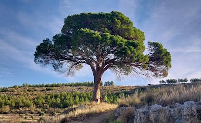 El 'Juan Molinera', como se conoce popularmente al pino de Abengibre (Albacete) candidato a mejor rbol de Europa.