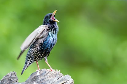 Un escornino canta, posado sobre un árbol.