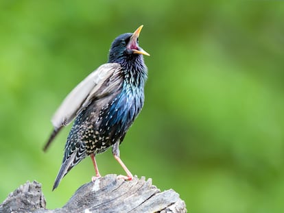 Common starling perching on tree stump and singing