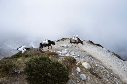 Los trabajadores de los Himalayas trasladan todo tipo de utensilios a través de las montañas, utilizando animales como los yaks. Comida, suministros para tiendas, equipo para trekking y expediciones de escalada.