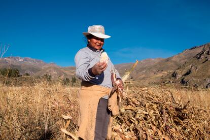 Un campo de maíz en Coporaque, Perú.