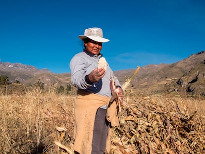 Un campo de maíz en Coporaque, Perú.