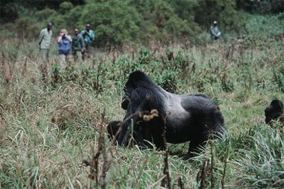 Los turistas observan a un espalda plateada, un gran gorila de montaña, en la jungla ugandesa.