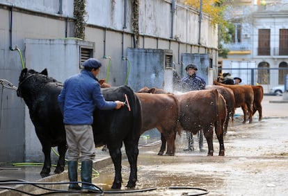 Feria en  La rural. Vacas Angus