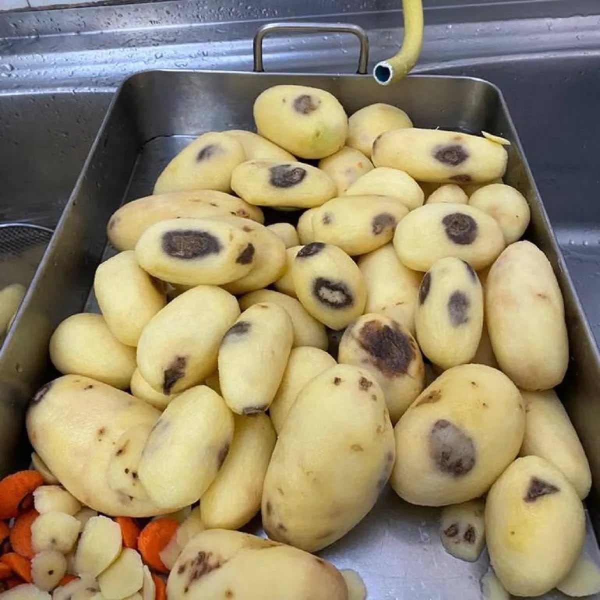 Patatas podridas enviadas esta semana a la residencia de Arganda.