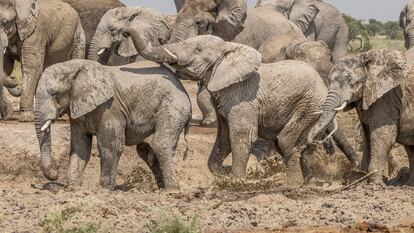 Elefantes de la reserva de Khutse Game.