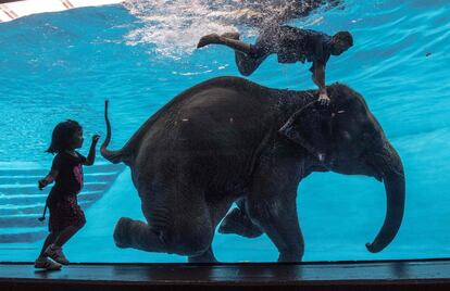 Una niña observa a la elefanta Saen Dao mientras nada en una piscina durante un espectáculo en el zoo de Khao Kheow en Chonburi, Tailandia.