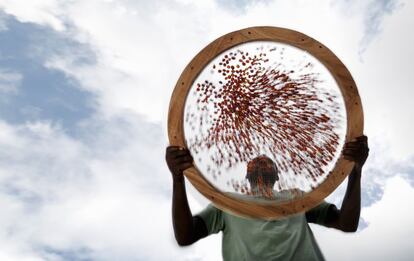 Un trabajador tamizando granos de café Blue Mountain en Jamaica.