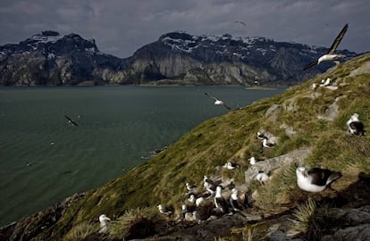 Colonia de albatros de ceja negra en Karukinka (Chile)