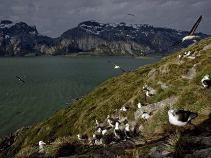 Colônia de albatros de sobrancelha negra em Karukinka (Chile)