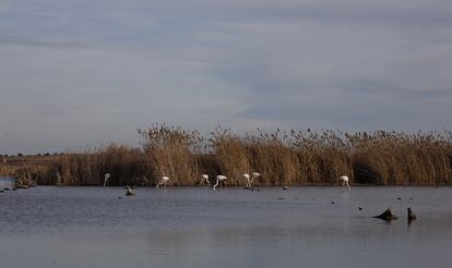 Flamencos, en la laguna de Navaseca, en el parque nacional de las Tablas de Daimiel.