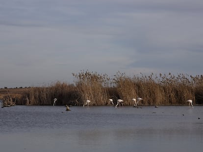 Flamencos, en la laguna de Navaseca, en el parque nacional de las Tablas de Daimiel.