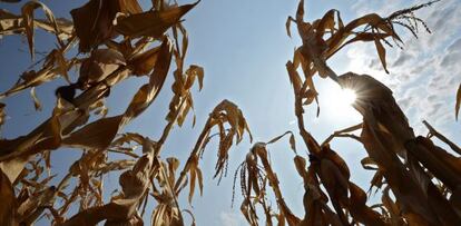 Un cultivo de ma&iacute;z afectado por la sequ&iacute;a en EE UU