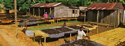 Plantación de vainilla en Andapa (Madagascar).