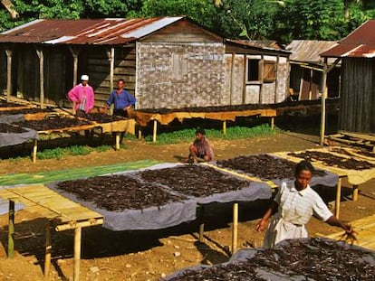 Plantación de vainilla en Andapa (Madagascar).