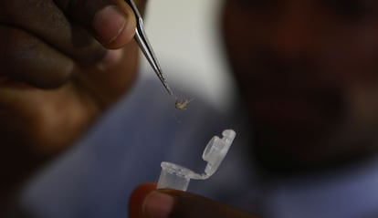 El mosquito anopheles es el vector de la malaria.