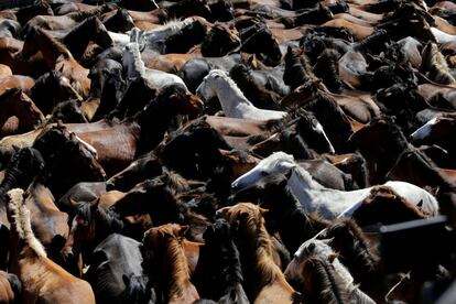 Caballos salvajes durante el tradicional evento 'Rapa das Bestas', en el pueblo de Sabucedo (Pontevedra).