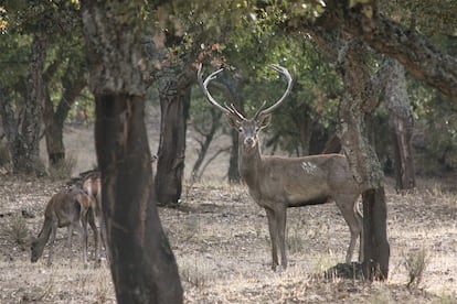 Un ciervo ibérico, con dos hembras detrás del árbol.