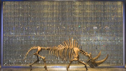 Fósil de rinoceronte del Pleistoceno frente a la cortina de Swarovski. 