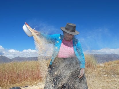 El 'wayrachi' o venteo es el momento en el cual, con un recipiente, se tiran los granos al viento para quitarles los restos de los tallos.