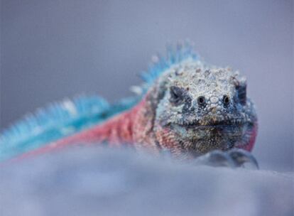 una iguana marina, la única que se adentra en el mar.