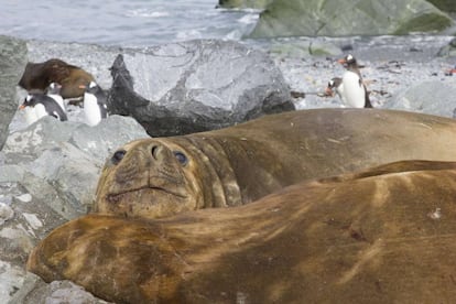 Pareja de elefantes marinos y pingüinos papúa en la playa de Sally Rocks, en isla Livingston, Antártida.