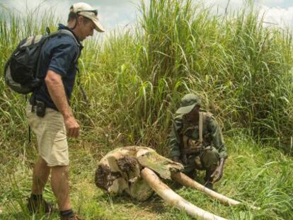 Brian Christy observa una de las calaveras de elefante.