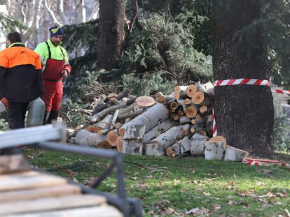 Tala de árboles en los jardines de Jimena Quirós en Madrid.