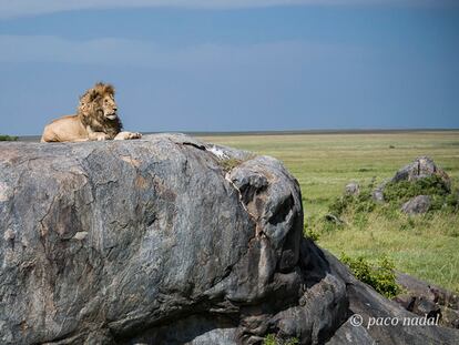Los turistas salvaron a los leones