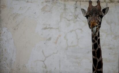 Una girafa joven mira a cámara en el "eco-park" de Buenos Aires, Argentina.