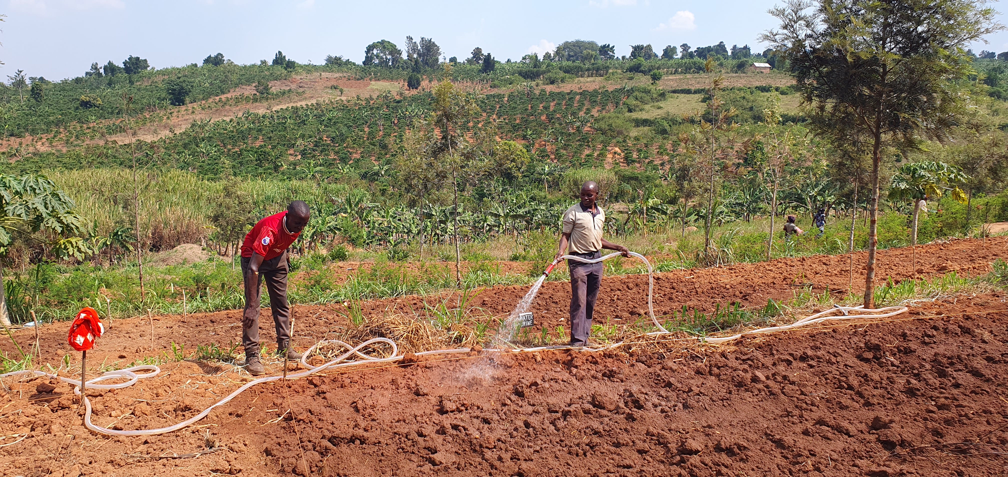 Dos trabajadores de la ONG Rafiki África estrenan el sistema de riego impulsado por la UMH para mejorar la producción de maíz, en febrero de 2025.