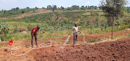 Dos trabajadores de la ONG Rafiki África estrenan el sistema de riego impulsado por la UMH para mejorar la producción de maíz, en febrero de 2025.