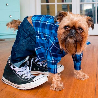 Digby marcándose un 'Menswear Dog' con vaqueros, zapatillas y todo.