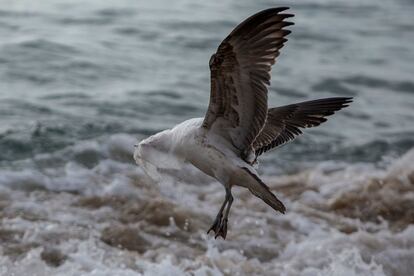 Una gaviota lucha por desprenderse de una bolsa de plástico, en la playa de Caleta Portales en Valparaíso, Chile.