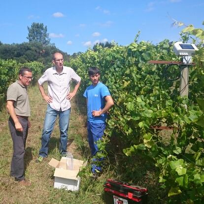 Los viñedos de Terras Gauda, en Pontevedra son los pioneros de Cultiva Decisiones.