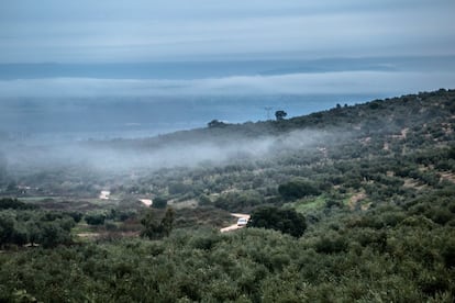 La niebla cubre, a primera hora de la mañana, parte de los cultivos de olivo de Navalvillar de Pela (Badajoz).