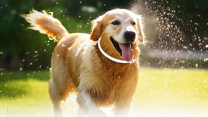 Artículo de EL PAÍS Escaparate que destaca las ventajas del collar antiparasitario para perros mejor valorado en Amazon