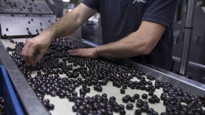 Un trabajador revisa las aceitunas negras de mesa para su envasado, en una imagen de archivo.