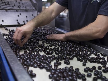 Un trabajador revisa las aceitunas negras de mesa para su envasado. 