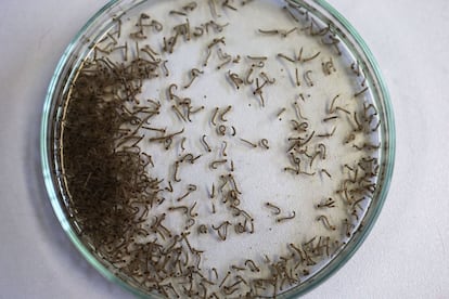 Larvas del mosquito Aedes aegypti, que transmite el virus del zika