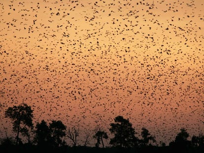 Hay especies de quirópteros que se acercan a las farolas a cazar, mientras otras huyen de la luz. En la iamgen, murciélagos de la fruta volando en el Parque Nacional de Kasanka (Zambia).