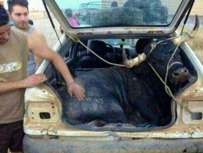 A bull tied up in the trunk of a car on its way to an event in Carbajales de Alba (Zamora).