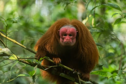 Un huapo colorado dentro del centro de rescate Pilpintuwasi, el huapo colorado habita sólo en la llanura amazónica del Perú, al norte del río Amazonas. 