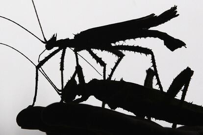 Dos ejemplares de heteropteix dilatata, perteneciente a los insectos de palo, sobre las manos de un cuidador del Zoo de Londres, durante una sesión fotográfica para mostrar la fauna del centro.