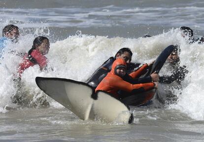 Rescatadores y voluntarios trabajan para devolver una orca al mar cerca de Mar Chiquita, Argentina. Siete orcas fueron varadas en la costa antes de que los rescatistas y voluntarios devolvieran seis de ellas al mar, pero una murió en el proceso.