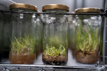 Orquídeas cultivadas in vitro por Carlos Uribe.