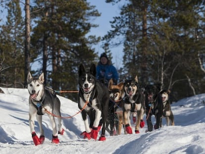 La corredora Birgitte Nass en su trineo esta semana en la carrera de Finnmarkslopet, en Noruega.